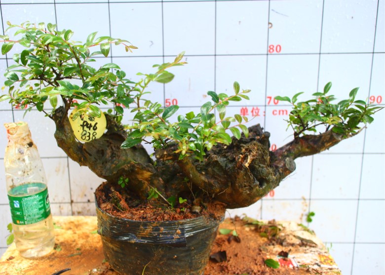 怎样发现野外盆景树桩的种类呢,刚买的树桩如何栽培