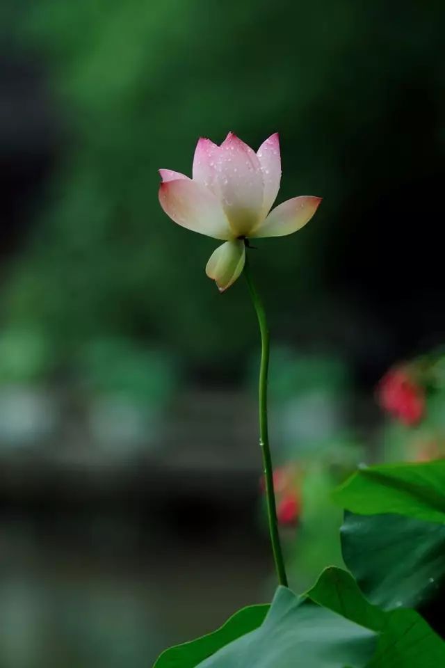 上海赏荷花最好的地方,上海秋冬拍荷花最佳地点