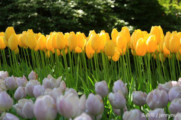 郁金香和风车有什么区别,郁金香和风车哪个好看
