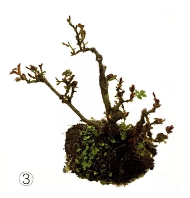 临水式月季盆景图片,最好养的月季盆景