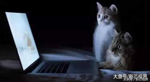 爱踢足球的猫,微笑的猫咪