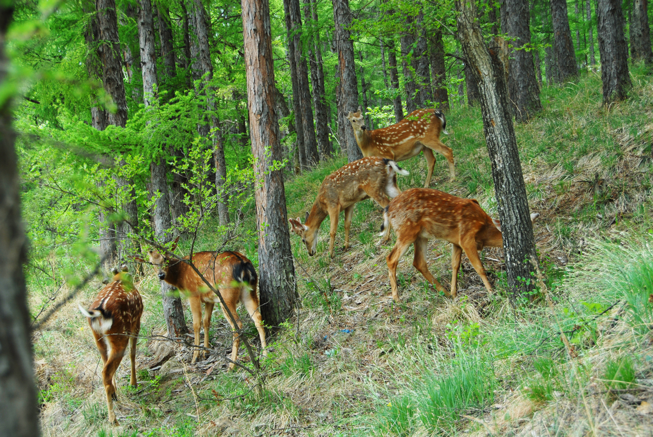 瑰丽与发展并存，机遇助东丰五彩鹿乡采风记之总结篇
