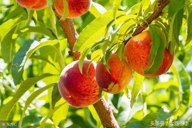 桃树摘完桃出现黄叶掉叶怎么治,桃树有桃子时候怎么修枝