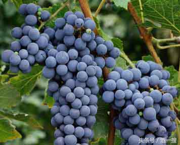 法国葡萄酒波尔多产区知识,法国波尔多卡斯蒂永丘葡萄酒产区