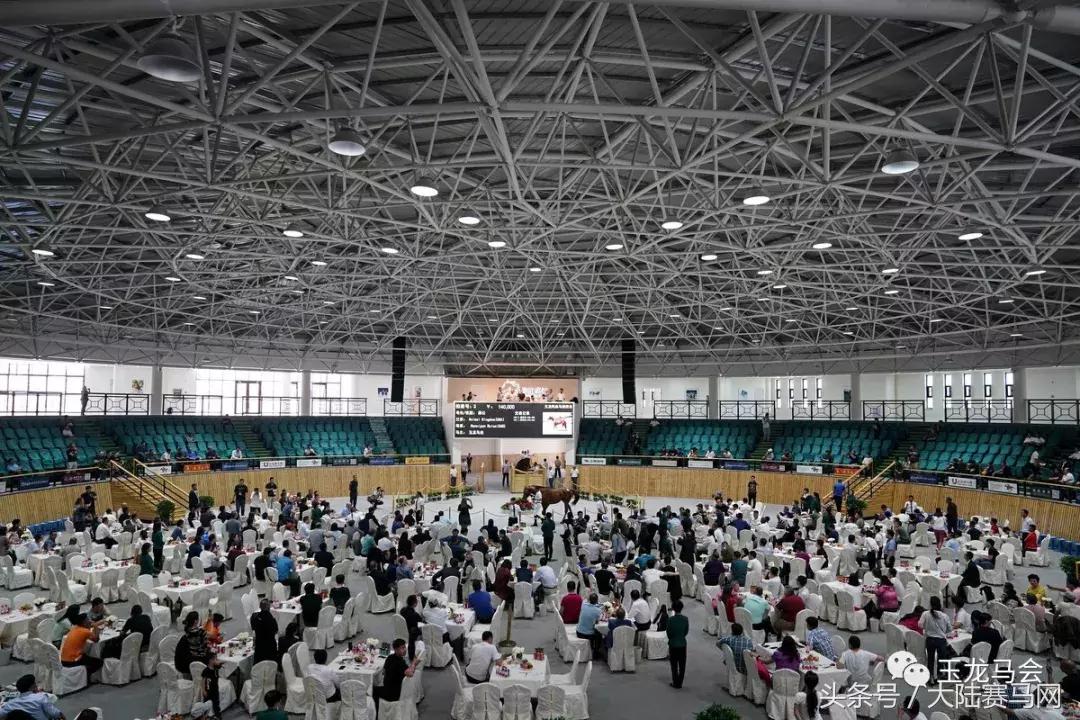 玉龙马业2018年5月18日拍卖会,玉龙马业拍卖会小矮马