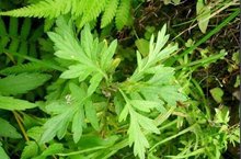 艾草的功效作用,艾草的功效和作用艾灸视频