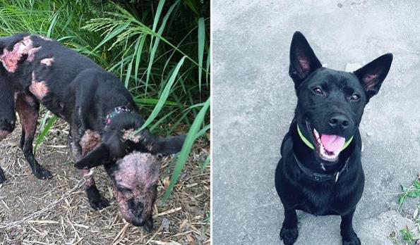 爱是最好的整容方式!狗狗身上长蛆发臭,惹人厌,半年后判若两狗