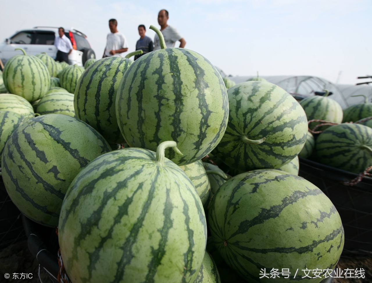 6月份西瓜价格行情,西瓜价格走势2020年6月2日行情
