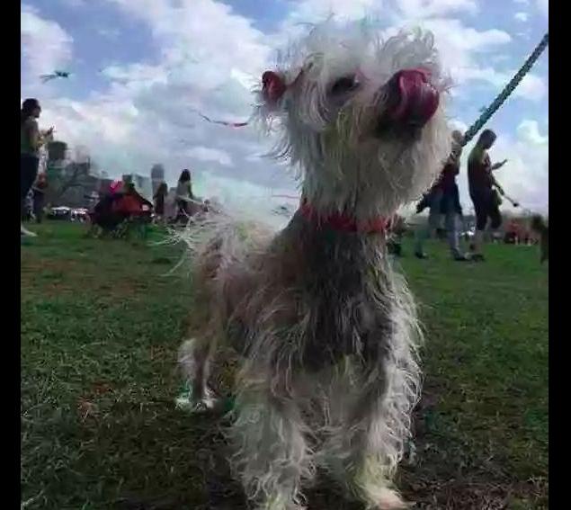 狗狗11岁掉毛,狗狗年龄大了疯狂掉毛