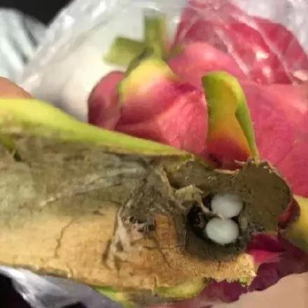 网友买火龙果，打开后发现了两枚蛋，回家后孵出小宠物！