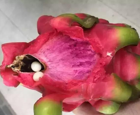 网友买火龙果，打开后发现了两枚蛋，回家后孵出小宠物！