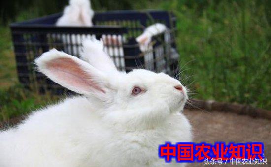 长毛兔该怎么养活,长毛兔到家前做什么准备