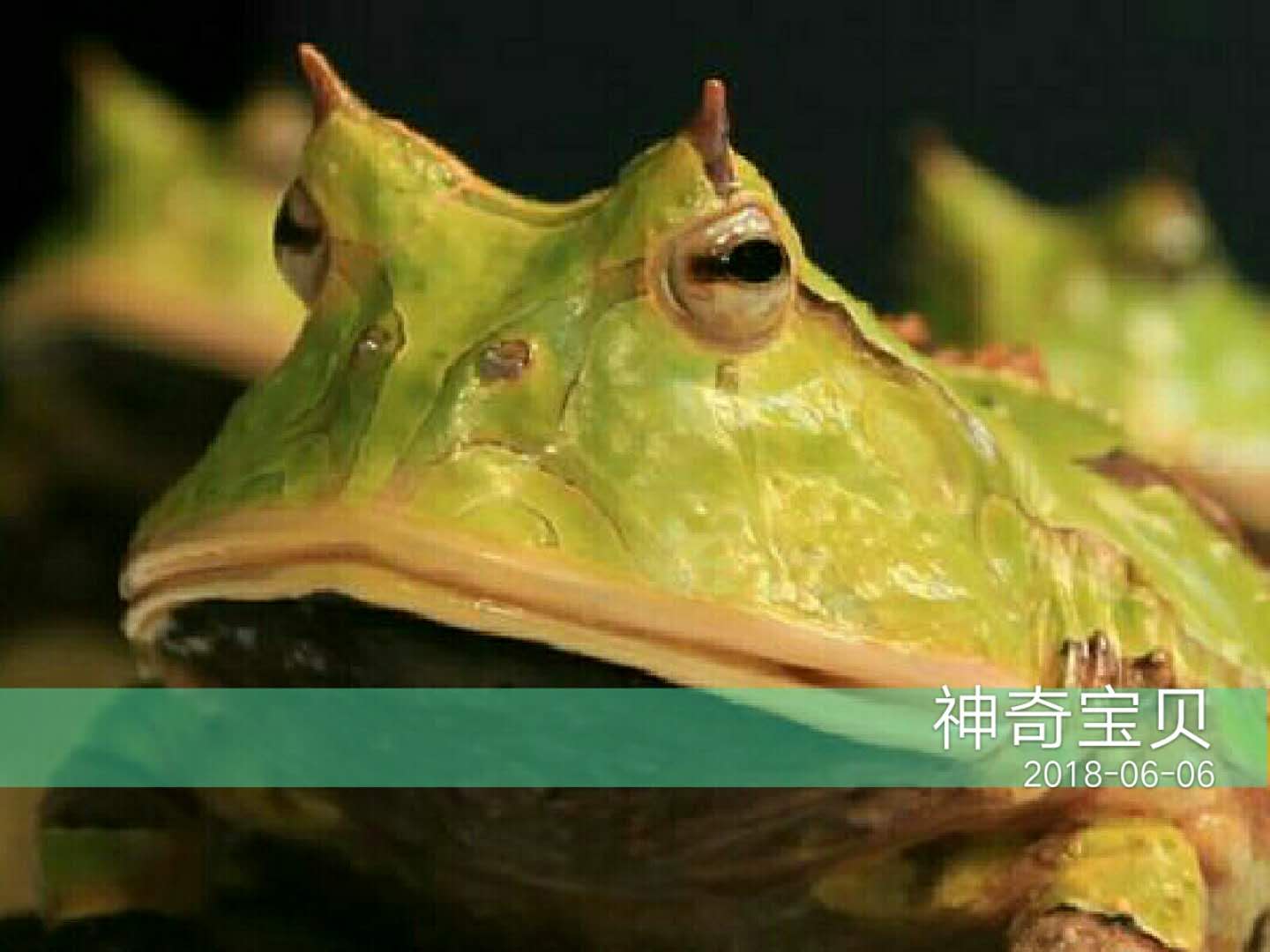 角蛙三个月不进食会死掉吗,养角蛙的十大忠告角蛙怎么过冬