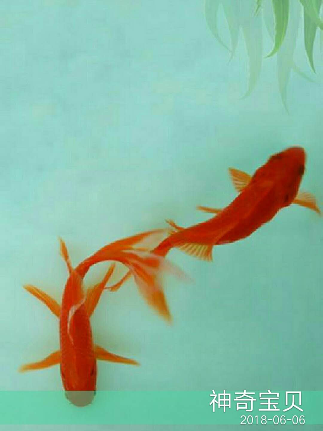 角蛙三个月不进食会死掉吗,养角蛙的十大忠告角蛙怎么过冬