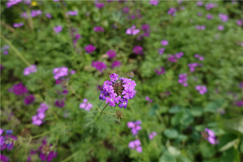 小黑卡lte卡变4g最新教程,索尼黑卡rx100vi使用教程