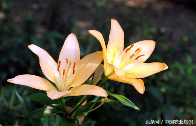 香水百合怎么养才好看,香水百合怎么养家里