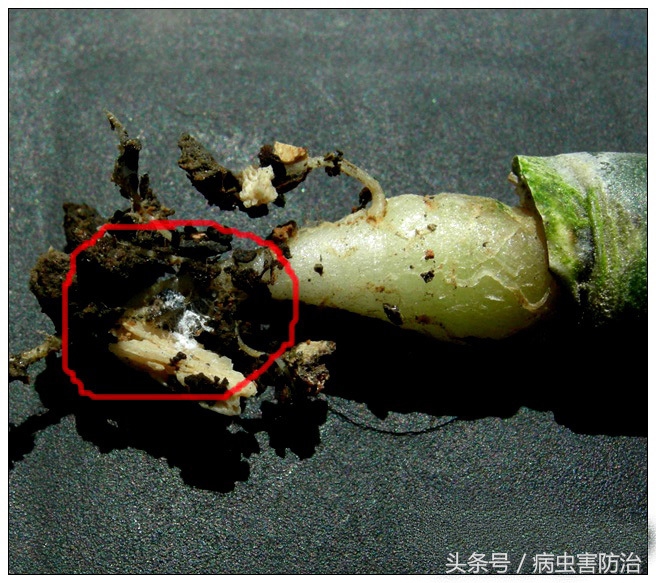 根粉蚧壳虫如何防治,根粉蚧怎么防治