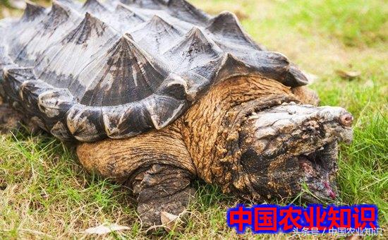 鳄鱼龟养殖方法小鳄龟吃什么,鳄鱼龟怎么养才容易翘甲