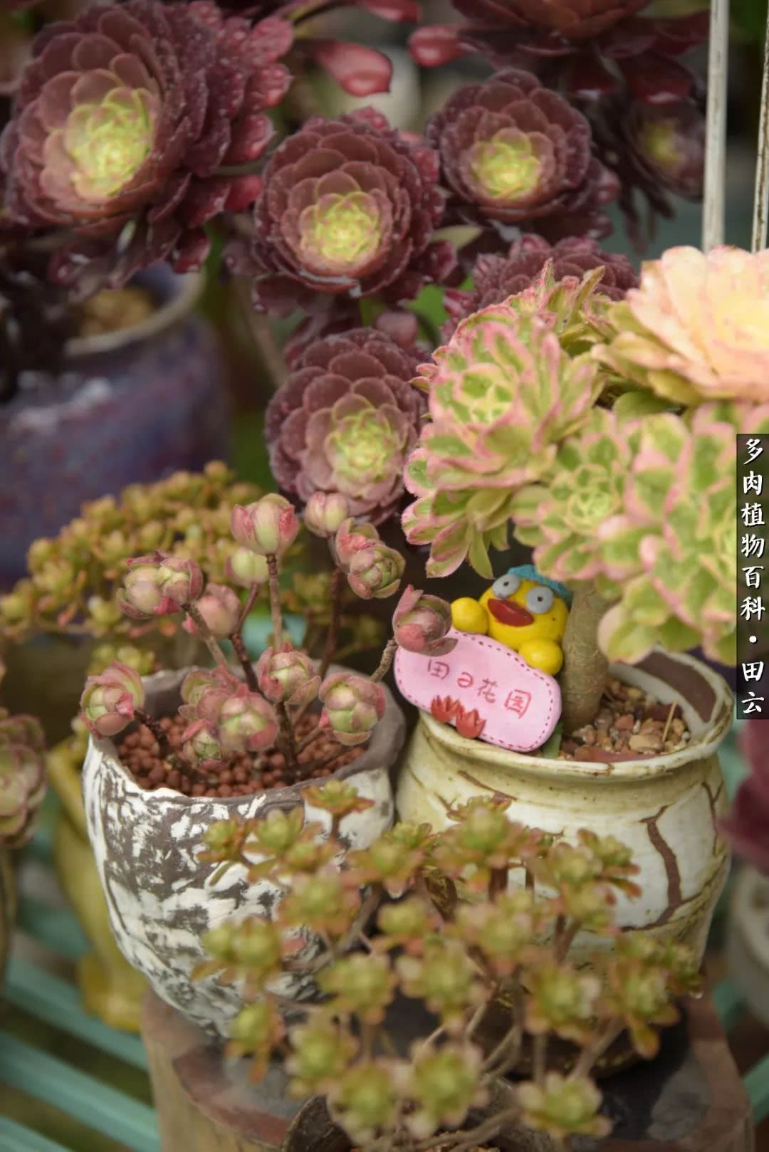 推开多肉世界的门，原来你与美食来自同一国度！