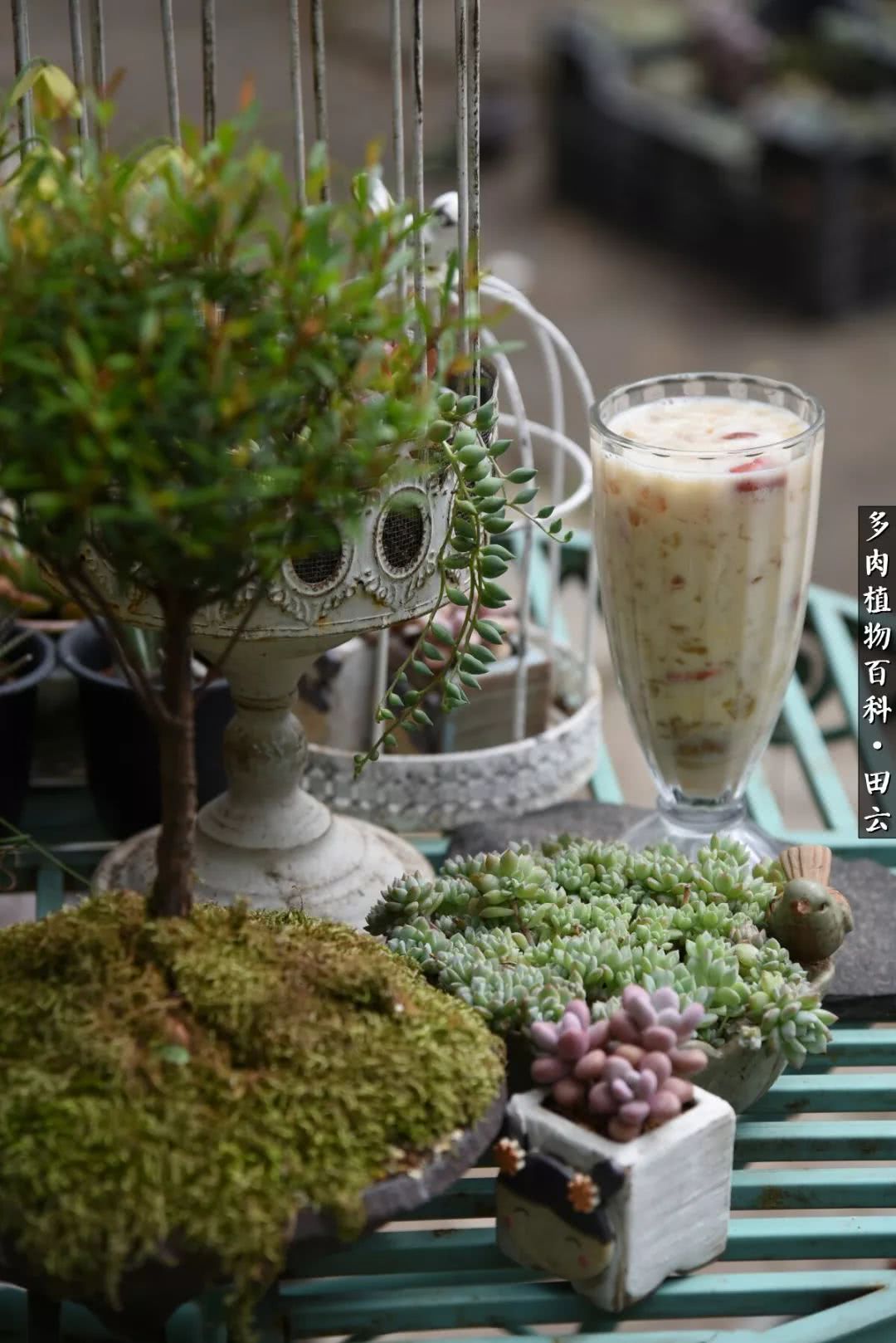 推开多肉世界的门，原来你与美食来自同一国度！