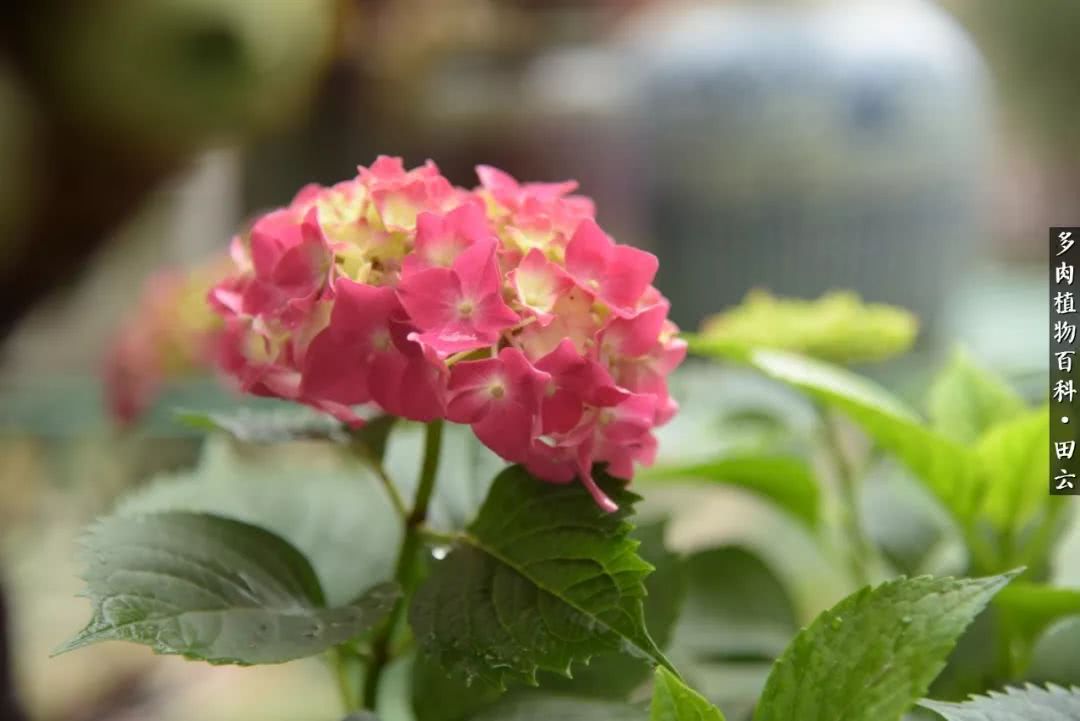 推开多肉世界的门，原来你与美食来自同一国度！