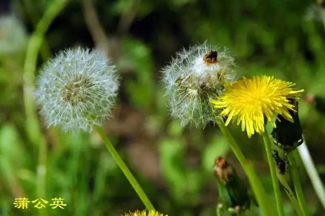 4种天然消炎药隔天吃一次,四种天然消炎药隔三差五吃一次