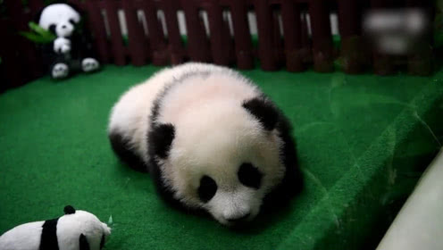 21岁女留学生带毒面临判刑,23岁美女运毒被捕