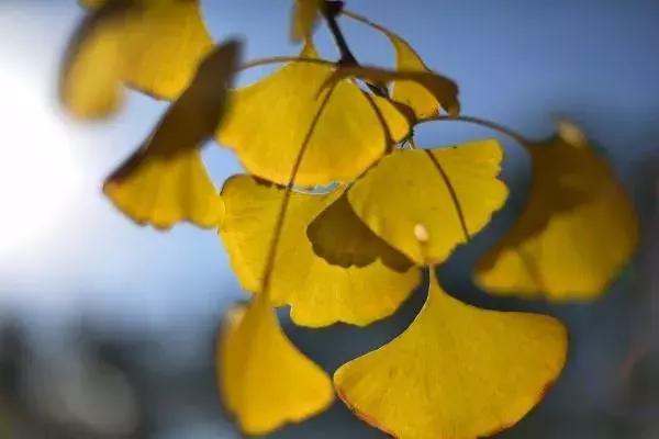 gowiththeflow椤哄叾鑷劧,gowiththeflow闅忛亣鑰屽畨