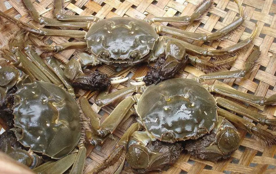 早熟跟塑料有关是怎么回事,5岁早熟的孩子饮食禁忌