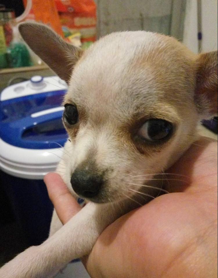 狗狗肚子长了个包,狗狗肚子有个鼓包是什么病