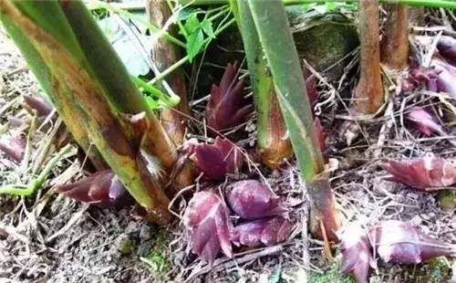 四川山里的各种野菜,四川的野菜根本吃不完你认识几种