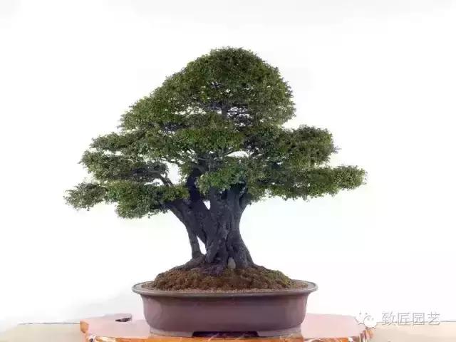 小叶檀盆景价格,小叶檀造型盆景