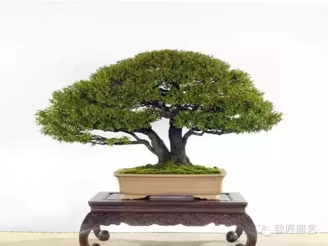 小叶檀盆景价格,小叶檀造型盆景