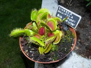 猪笼草vs捕蝇草,猪笼草捕蝇草盲盒