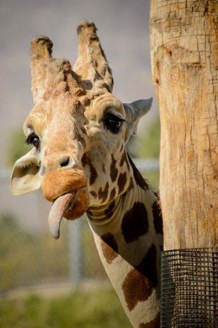 动物冷知道：那些奇怪的羞羞的方式，你们感受一下……