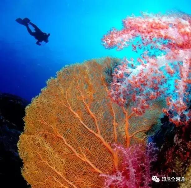 在印尼买什么特产,印尼有哪些商品值得拿到中国卖