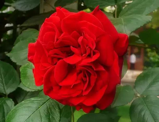 鲜花的100种花语,全部花草的花语