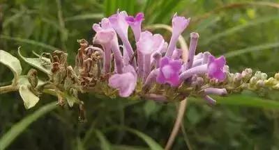 100种的鲜花花语合集,100种花的寓意和花语