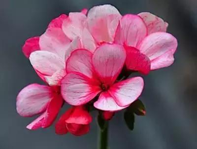 100种的鲜花花语合集,100种花的寓意和花语