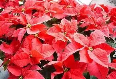 100种的鲜花花语合集,100种花的寓意和花语