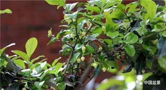 左世新金弹子盆景直播,左世新根艺金弹子