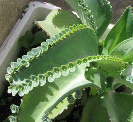 落地生根不死鸟窄叶,落地生根花不死鸟