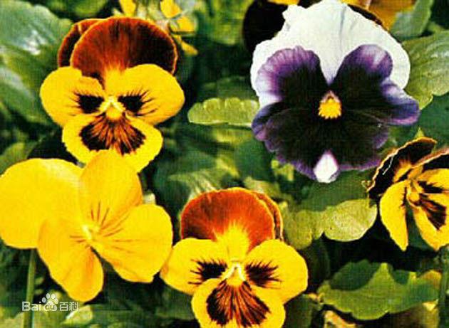 人面花三色堇,三色堇和大花三色堇