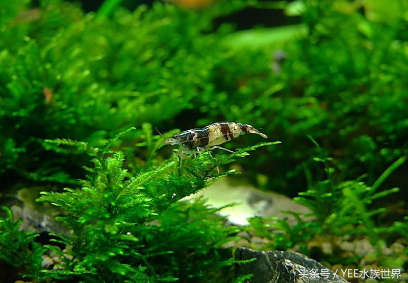 除藻后的绿藻怎么处理,除鱼缸藻类要把鱼捞出来吗