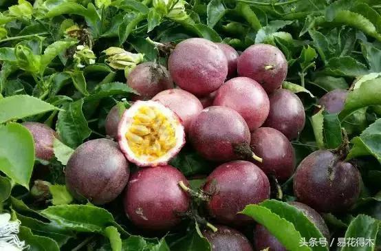 百香果小苗换大杯如何养护,百香果垂帘式栽培方法