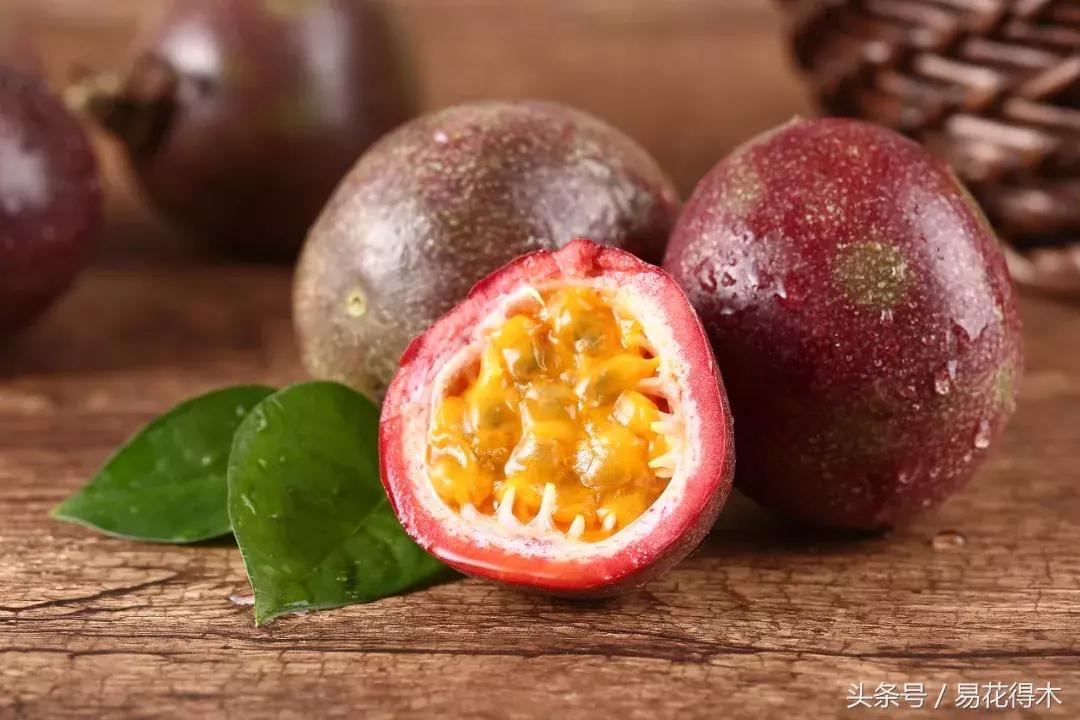 百香果小苗换大杯如何养护,百香果垂帘式栽培方法