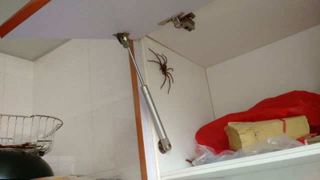 打蟑螂杀蟑螂的最好方法,如何正确消灭蟑螂但看不到死蟑螂