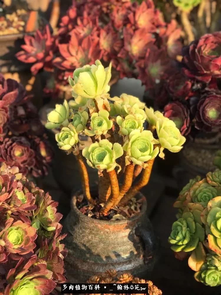 昆明精品多肉花园,昆明最好看的多肉花园