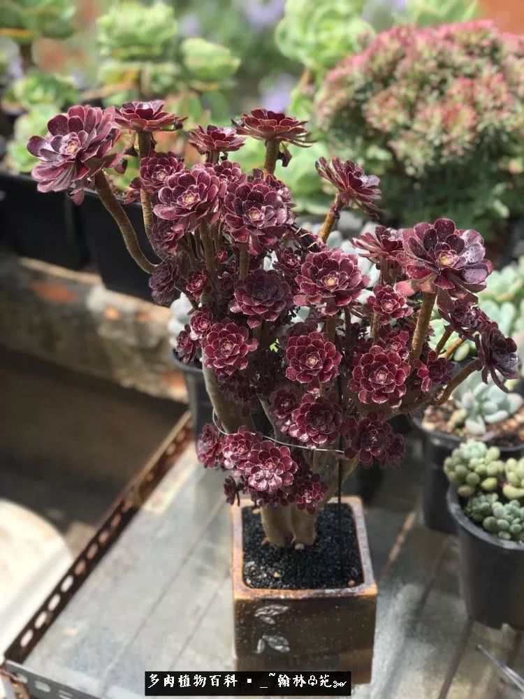 又一场法师视觉盛宴欣赏：翰林苑的昆明多肉花园！