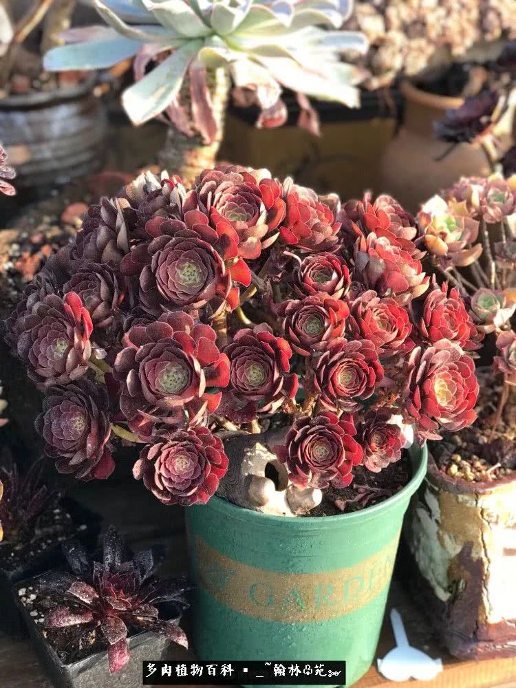 昆明精品多肉花园,昆明最好看的多肉花园